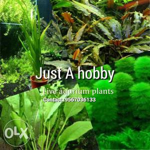 Aquarium Live plants,