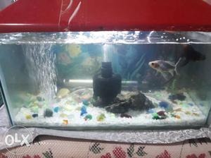 Aquarium fo size 18" × 9" with accessories like
