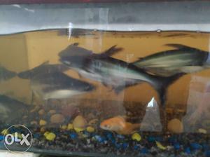 Aquarium sharks. 2 white and 6 black. Suitable for large