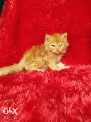 Best price Persian kitten for sale