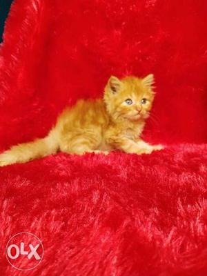 Best quality Persian kitten for sale cash on