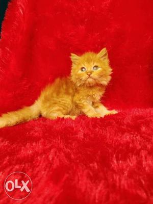Best quality pure Persian cat and kitten for sale