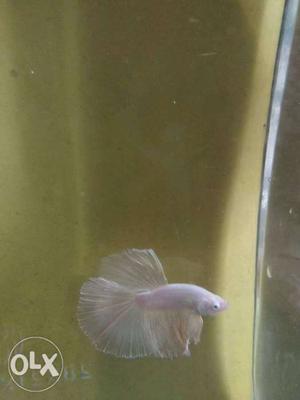 Bettas pair and single available for sale at