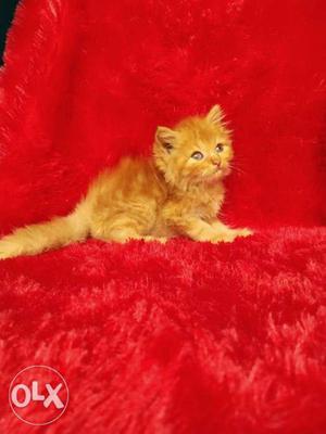 Big Eyes and pure Persian kitten for sale cash on