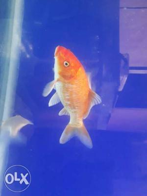 Big size koi fish 26cm for low price