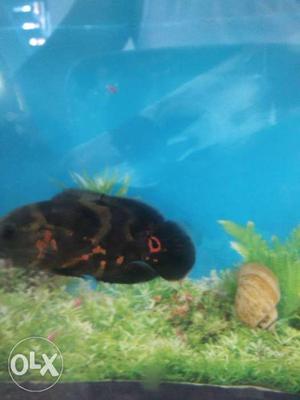 Black And Orange Oscar Fish