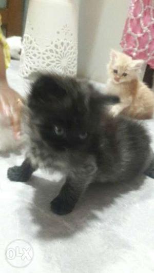 Black persian male kitten he is 1 month old