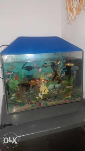 Blue And Green Fish Tank aquarium