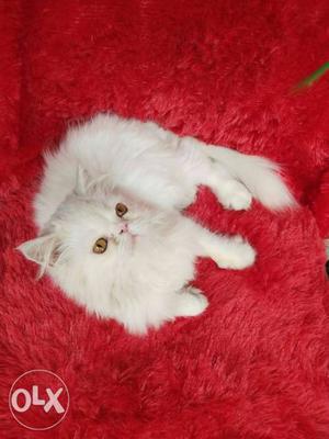 Blue Eyes Persian cat and kitten for sale cash on