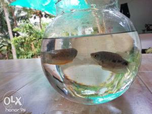Blue and yellow Gourami 2 pair 60 rs