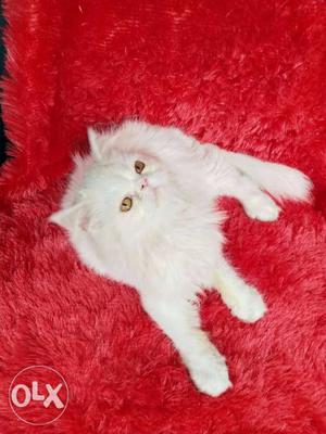 Calico colour Persian cat and kitten for sale