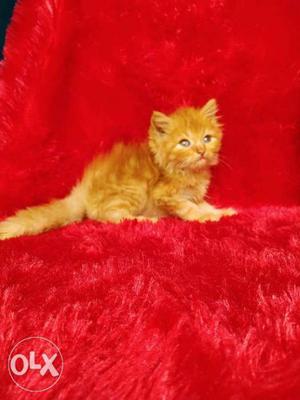 Calico colour Persian kitten for sale