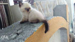 Cat Himalayan female Healthy and active