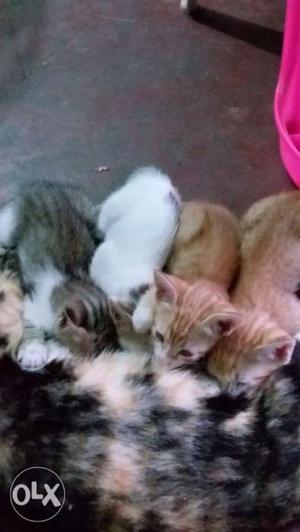 Cats for sale (4 kittens) 300 per head