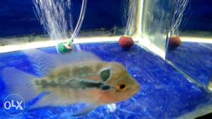 Cheap price 2inch with head poped flowerhorn available