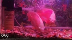 Conform breeding pair chillyred oscar