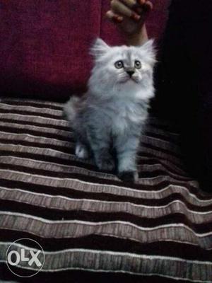 Cute Persian cat kitten available for sale.