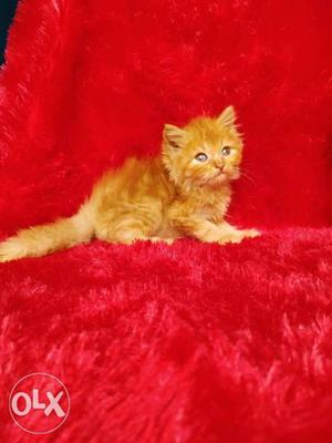 Cute face Persian kitten for sale cash on