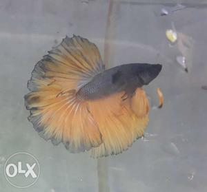 Exotic HM bettas available.