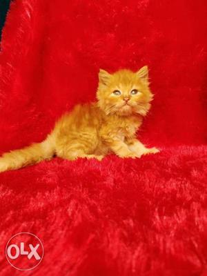 Extreme punch face Persian cat and kitten for sale