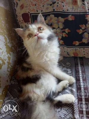 Female persian Only 3 month i want to sell Wahi