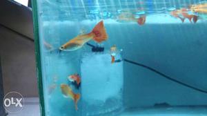 Fill Red albino guppy Brood Stock For Sale, good