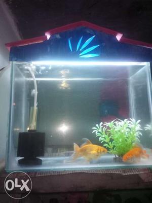 Fish tank wit light & cleaning motor