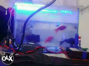 Fishtank pr free oxygen free lights and good