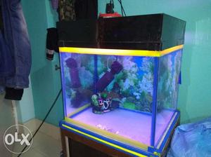 Flower horn fish and aquarium with accessories