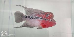 Flowerhorn Fish Super red dragon, High quality