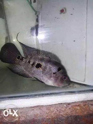 Flowerhorn female sell 4 inches