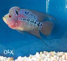 Flowerhorn fish for sale