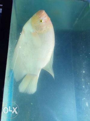 Gaint gourami fish 16 inch puls for sale