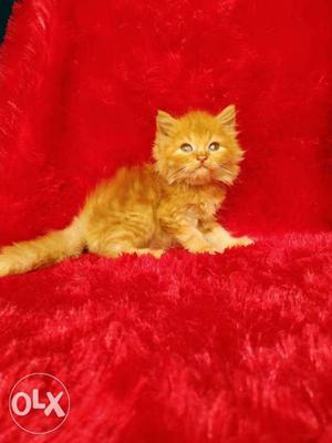 Golden Eyes Persian cat kitten for sale cash on