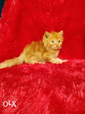 Golden and big eyes Persian kitten for sale cash