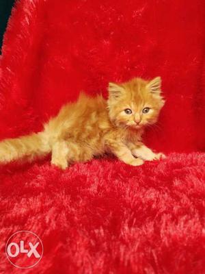 Golden color Persian cat and kitten for sale