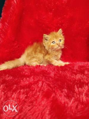 Golden colour Persian kitten for sale