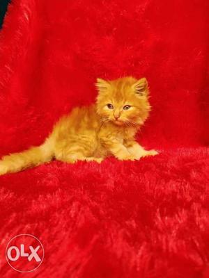 Golden colour Persian kitten for sale cash on