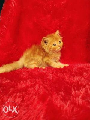 Golden colour pure Persian cat and kitten for