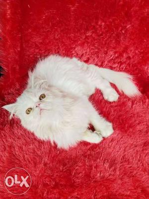 Golden eye white persian kitten