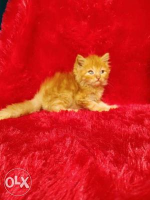 Golden eyes available pure Persian cat and kitten