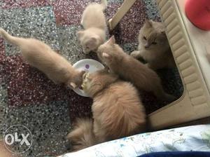 Golden persian kittens available