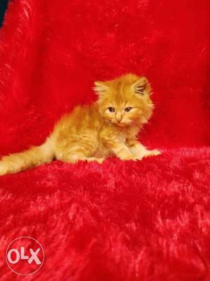 Good quality Persian kittens for sale cash