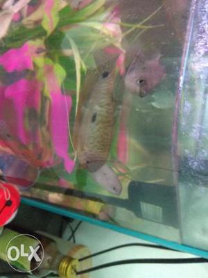 Gourami two spotted fish 50 numbers contact today