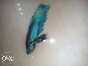 Green And Blue Fish Lure