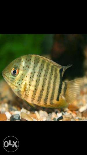 Green severum 4+ pair only 500, very active