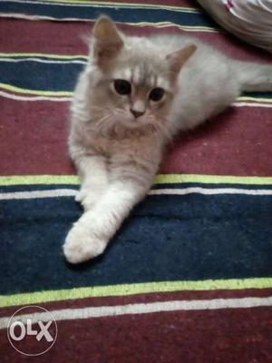 Grey female Persian cat 4 months for sale