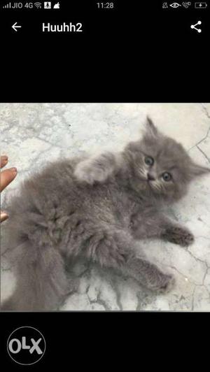 Grey persian kittens