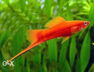 Guppy.platy. red sword fishes for sale 10 rs per