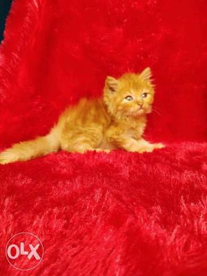 Happy Persian kitten for sale